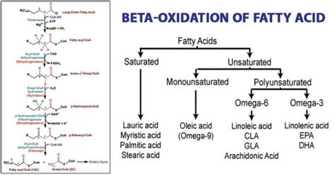 Beta Oxidation of Fatty Acid: Steps, Uses, Diagram .